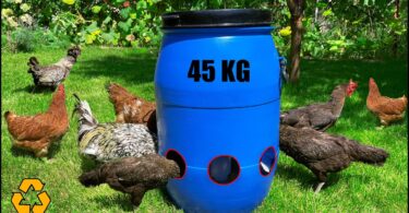 VIDEO Home Made Super Chicken Feeder.