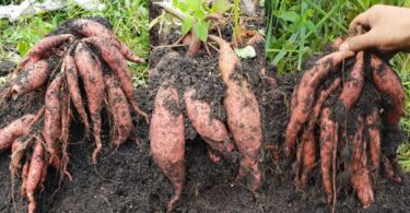 VIDEO How To Grow/Plant Sweet Potatoes In Sacks