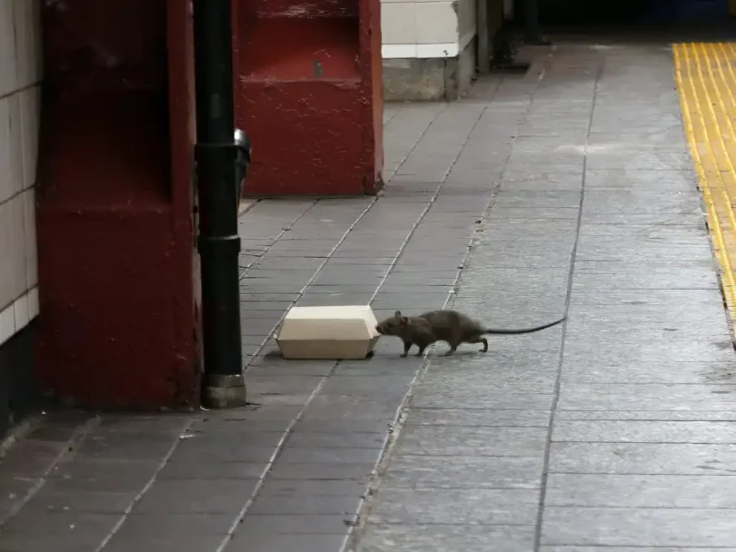 New York offering $170,000 per year job for rat killing experts to rid city of 18 million rodents