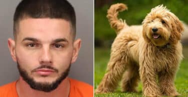 Man arrested after having public sex with a dog in front of church