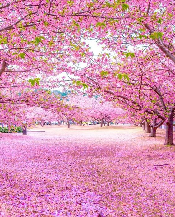 When is cherry blossoms in Japan?