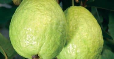 How To Eat Guava And Its Benefits