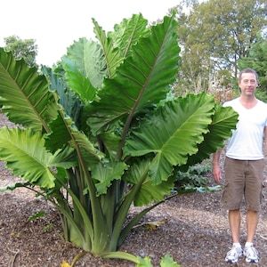 When to Plant Elephant ears?