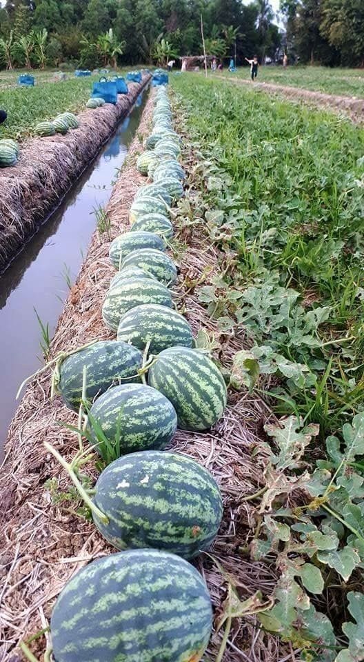 When to Plant watermelon?