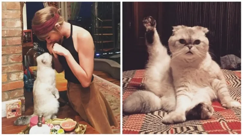 Taylor Swift's Cat Olivia Benson Is Reportedly Worth $97 Million