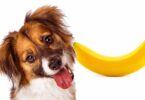 Can Dogs Eat Bananas?