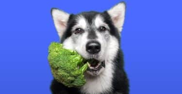 Can Dogs Eat Broccoli?