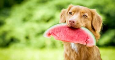 Can Dogs Eat Watermelon?