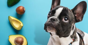 Can Dogs Eat Avocados?