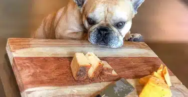 Can Dogs Eat Cheese?