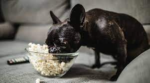 Can Dogs Eat Popcorn?