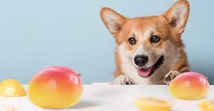 Can Dogs Eat Mango?