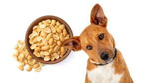 Can Dogs Eat Peanuts?