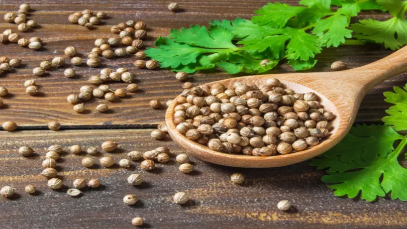 Coriander And Its Health Benefits, Uses, and Nutritional Facts