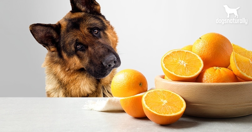 Can Dogs Eat Oranges?