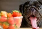 Can Dogs Eat Strawberries?