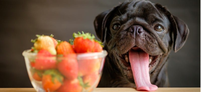 Can Dogs Eat Strawberries?