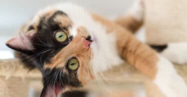 Calico Cat Breed Information, Characteristics, and Care