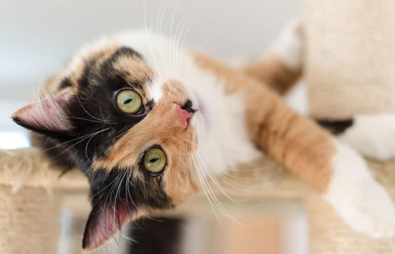 Calico Cat Breed Information, Characteristics, and Care