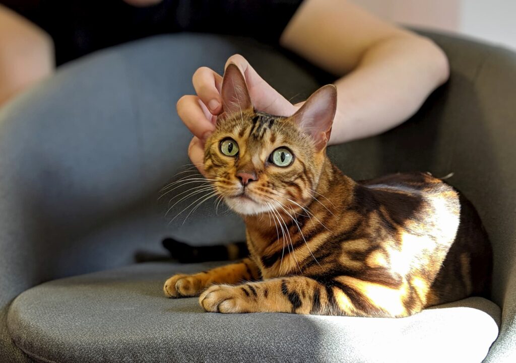 Bengal Cat Characteristics.