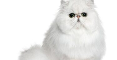 Persian Cat Breed Information, Characteristics and Care