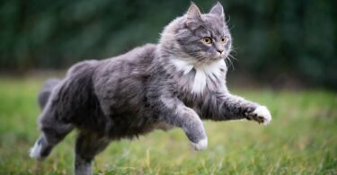 Maine Coon cat information.