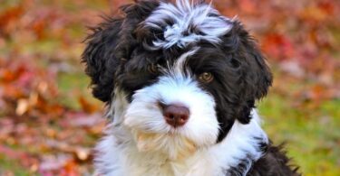 Portuguese Water Dog Breed