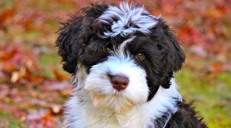 Portuguese Water Dog Breed