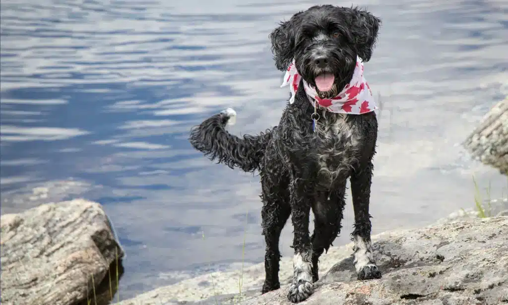 Portuguese Water Dog Breed