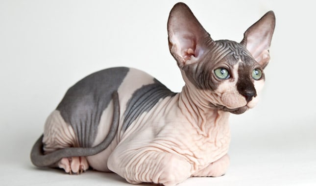 Hairless Cat - Sphynx Cat Breed Information