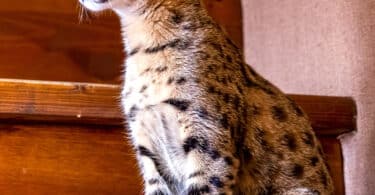 Savannah Cat Breed Information, Characteristics and Care