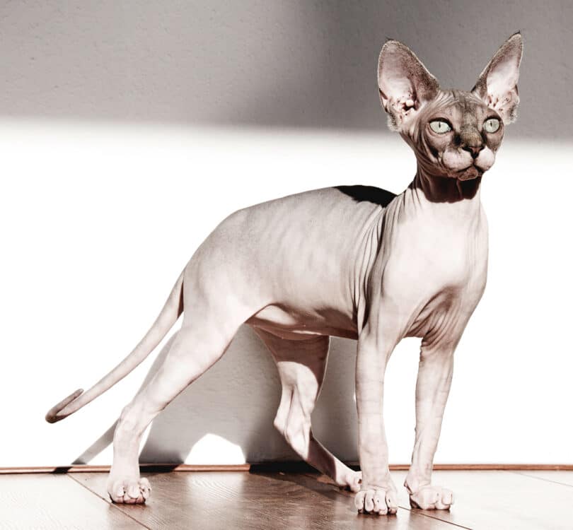 Hairless Cat - Sphynx Cat Breed Information