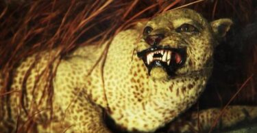 Zanzibar Leopard - Is the Mysterious Animal Real?