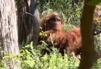 Viral Video of Bigfoot Spotted Chilling in Oklahoma