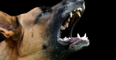 Audio Dog Barking Mp3 Download