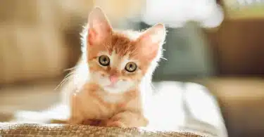 Cat Sounds – Kittens Meowing MP3 DOWNLOAD